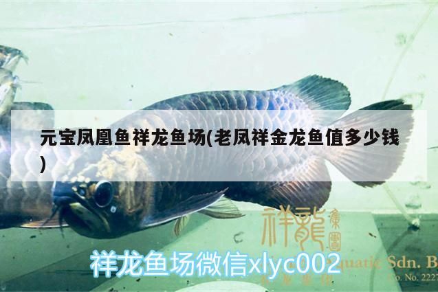 詳細(xì)閱讀:元寶鳳凰魚祥龍魚場(chǎng)(老鳳祥金龍魚值多少錢) 元寶鳳凰魚祥龍魚場(chǎng)(老鳳祥金龍魚值多少錢)