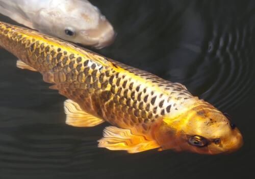龍魚鱗片處寄生蟲的治療與預防指南，龍魚鱗片寄生蟲，全面治療與預防方案