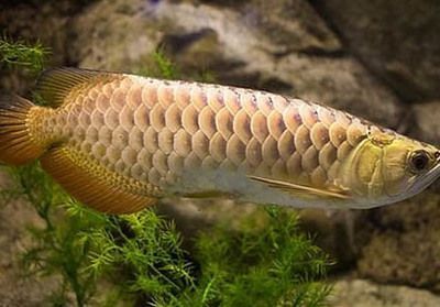 紅龍魚爛鱗片怎么治療好：紅龍魚爛鱗片的日常護(hù)理