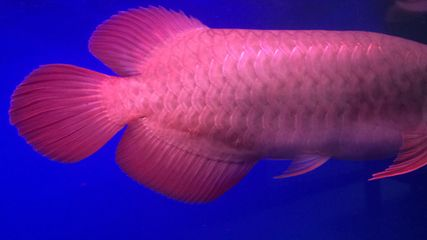 紅龍魚爛鱗片怎么治療好：紅龍魚爛鱗片的日常護(hù)理