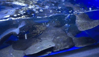 水族館賺錢(qián)嗎怎么賺錢(qián)的（水族館的盈利模式）