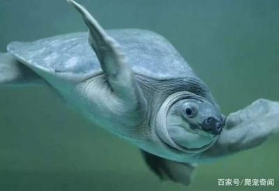 豬鼻龜長大了好看嗎怎么養：豬鼻龜怎么養才好，
