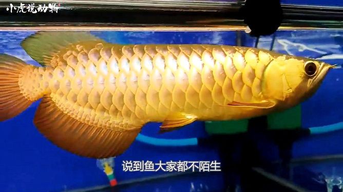 魚缸里細微雜質過濾不掉怎么辦(魚缸里的細小顆粒物怎么過濾)