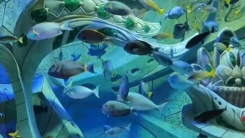 水族館發展前景分析論文（水族館發展前景分析） 水族館發展前景分析論文（水族館發展前景分析） 水族館百科（水族館加盟） 第5張