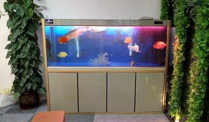 客廳魚缸怎么擺放旺財風水好，魚缸與家居五行搭配化解家居風水不利的方法