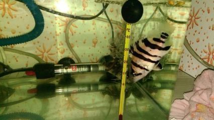 四紋虎魚喂食量控制技巧，四紋虎魚喂食量控制技巧：四紋虎魚喂食頻率和量的控制技巧