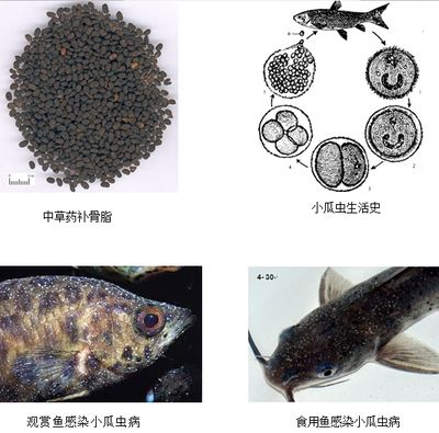 龍魚三個月不吃東西是什么病呢(龍魚一個月不吃東西會死嗎)