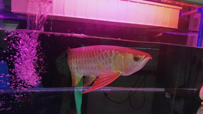 金龍魚過濾系統維護要點:金龍魚的過濾系統維護是確保水質清潔、保障金龍魚健康的重要環節 金龍魚百科 第4張 金龍魚過濾系統維護要點:金龍魚的過濾系統維護是確保水質清潔、保障金龍魚健康的重要環節 金龍魚過濾系統維護要點:金龍魚的過濾系統維護是確保水質清潔、保障金龍魚健康的重要環節 金龍魚百科 第4張