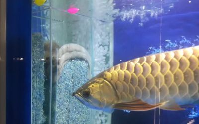 金龍魚過濾系統維護要點:金龍魚的過濾系統維護是確保水質清潔、保障金龍魚健康的重要環節 金龍魚百科 第5張 金龍魚過濾系統維護要點:金龍魚的過濾系統維護是確保水質清潔、保障金龍魚健康的重要環節 金龍魚過濾系統維護要點:金龍魚的過濾系統維護是確保水質清潔、保障金龍魚健康的重要環節 金龍魚百科 第5張
