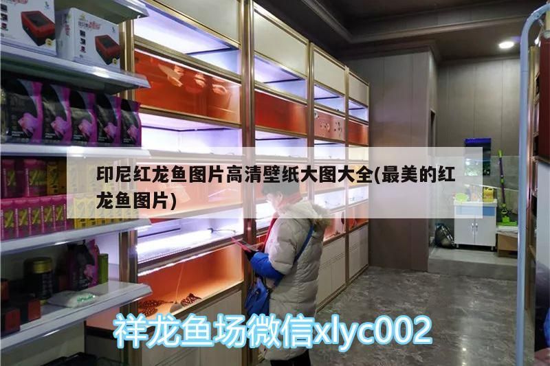 印尼紅龍魚圖片高清壁紙大圖大全(最美的紅龍魚圖片) 印尼紅龍魚圖片高清壁紙大圖大全(最美的紅龍魚圖片) 紅龍魚百科 第3張
