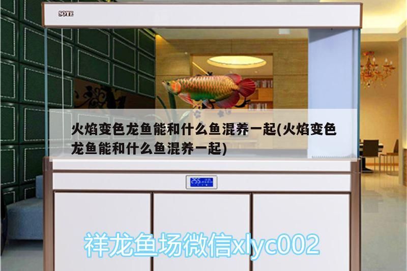 火焰變色龍魚能和什么魚混養一起(火焰變色龍魚能和什么魚混養一起)
