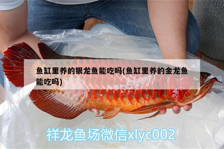 魚缸里養的銀龍魚能吃嗎(魚缸里養的金龍魚能吃嗎)