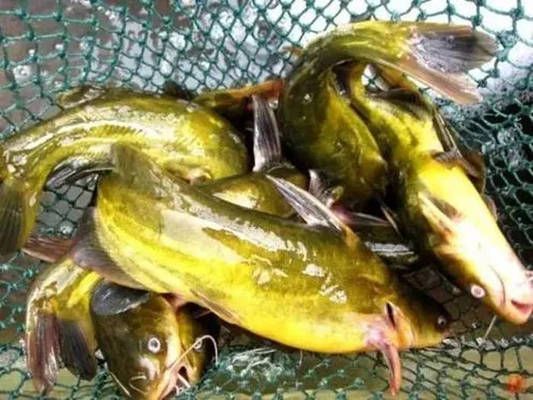 魟魚水腫腹水怎么辦：魟魚水腫腹水怎么辦，[需手動填充]魚水腫的癥狀包括身體出現異常的肥胖或腫大
