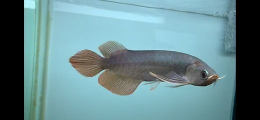 野生紅龍魚哪里有賣：廣州觀賞魚市場價格對比新加坡紅龍魚人工養殖技巧