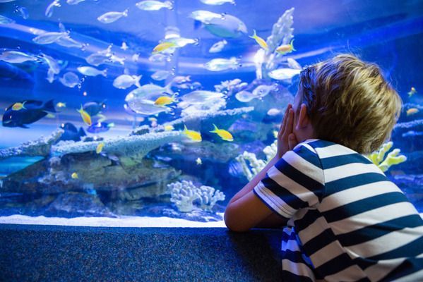 水族館加盟代理怎么樣賺錢（上海水族館加盟） 水族館加盟代理怎么樣賺錢（上海水族館加盟） 水族館百科（水族館加盟） 第3張