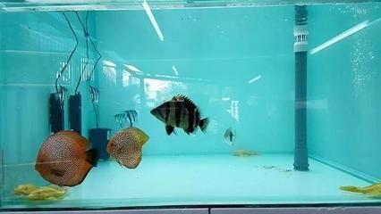 祥龍魚場水族館加盟電話號碼