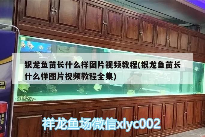 銀龍魚苗長什么樣圖片視頻教程(銀龍魚苗長什么樣圖片視頻教程全集) 銀龍魚苗長什么樣圖片視頻教程(銀龍魚苗長什么樣圖片視頻教程全集) 銀龍魚百科 第3張