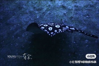 魟魚翻肚翹邊怎么辦：魟魚翻肚翹邊怎么辦,