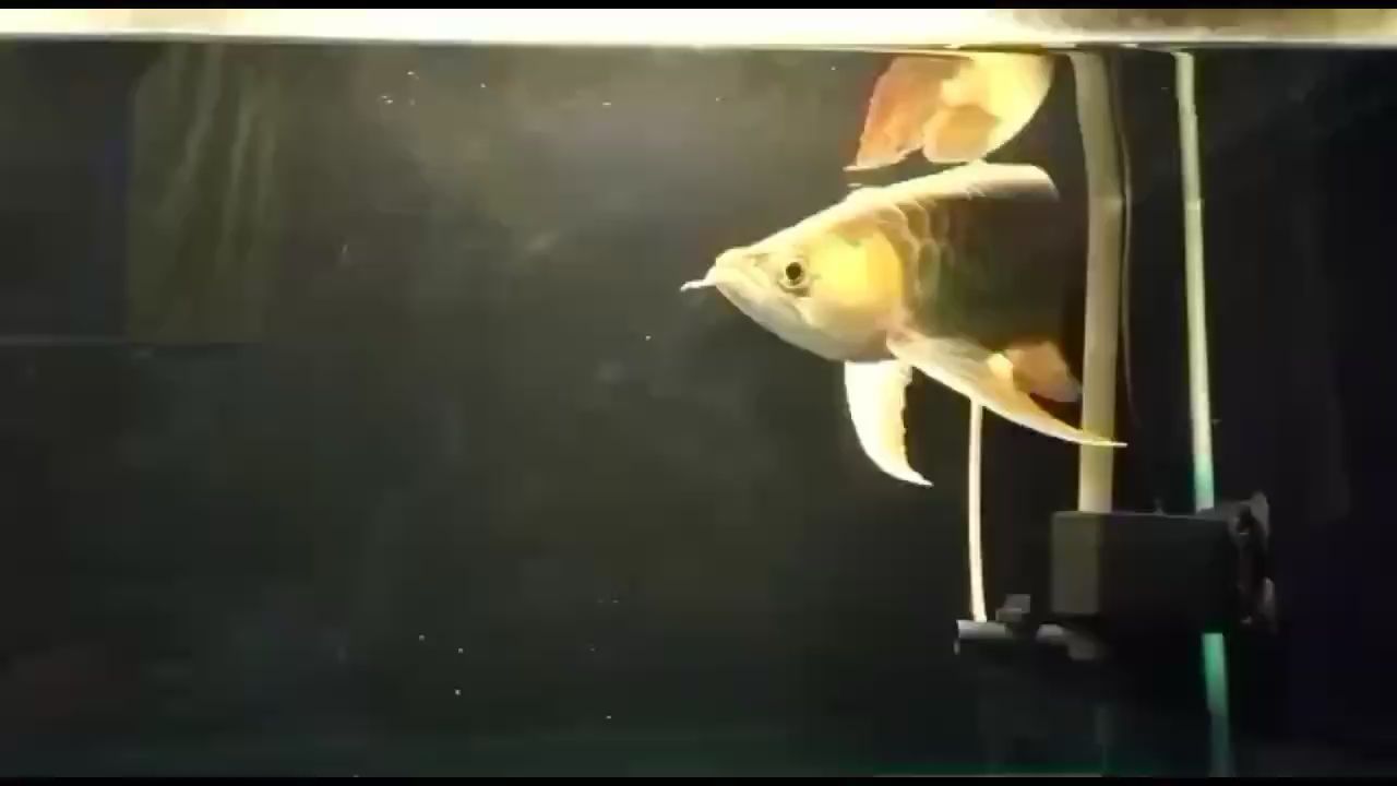 頂級大湖紅龍