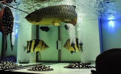 龍虎魟配魚：水族箱中混養龍虎魟配魚指南