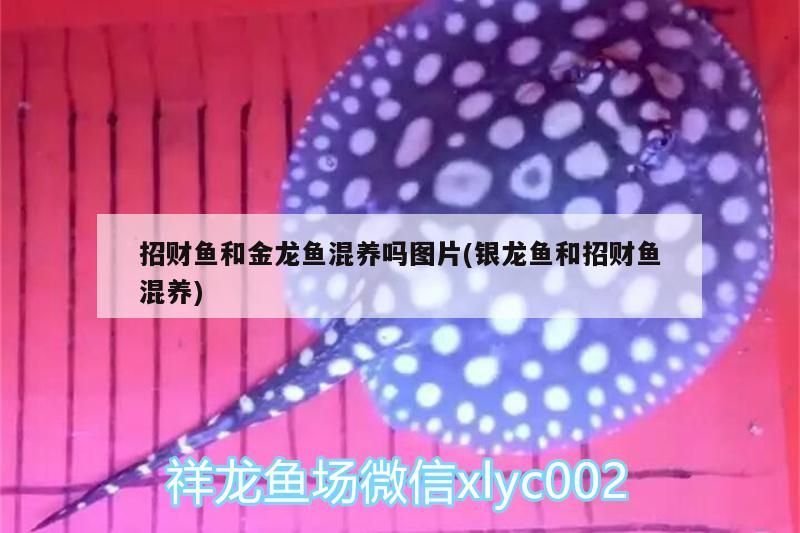 招財(cái)魚和金龍魚混養(yǎng)嗎圖片(銀龍魚和招財(cái)魚混養(yǎng))