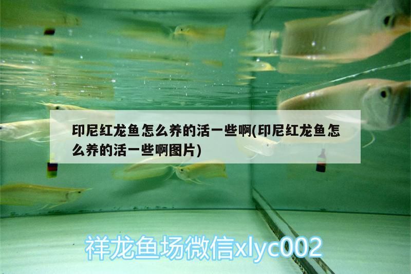 印尼紅龍魚怎么養的活一些啊(印尼紅龍魚怎么養的活一些啊圖片) 印尼紅龍魚怎么養的活一些啊(印尼紅龍魚怎么養的活一些啊圖片) 紅龍魚百科 第3張