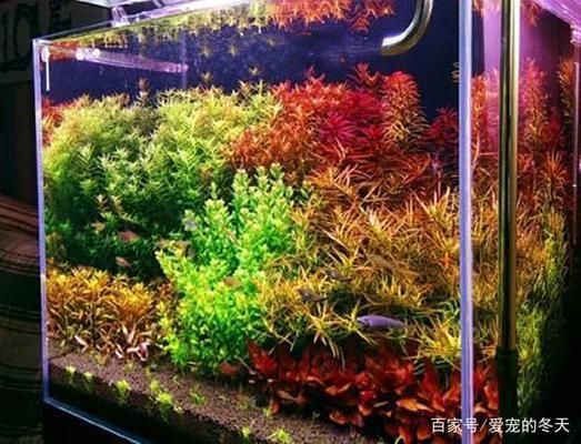 長沙龍魚水族店電話多少啊 龍魚專賣店