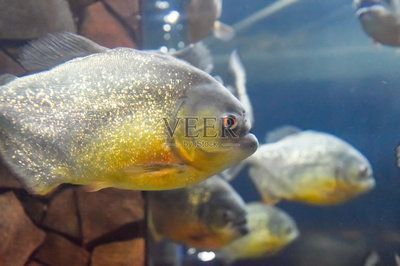 虎魚野生環境：虎魚的生活習性 虎魚野生環境：虎魚的生活習性 虎魚百科 第1張