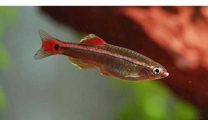 虎魚野生環境：虎魚的生活習性 虎魚野生環境：虎魚的生活習性 虎魚百科 第4張
