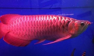 紅龍魚用什么水養(yǎng)比較好看：紅龍魚水質(zhì)要求