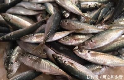 紅龍魚褪色怎么回事_