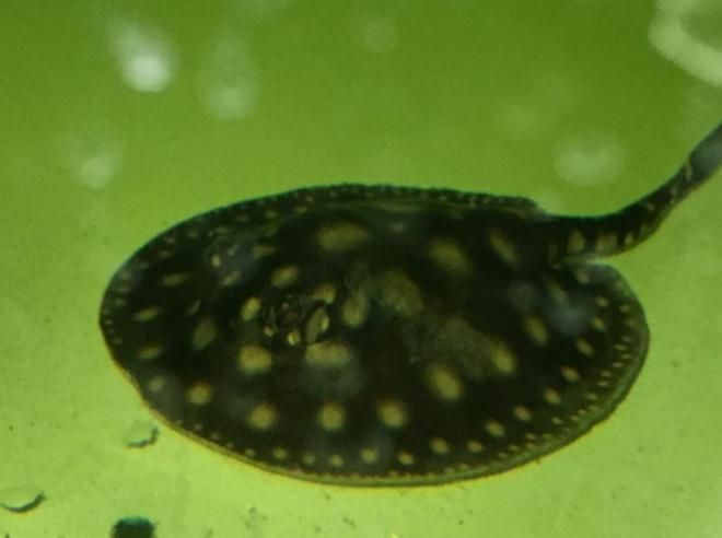 魟魚底部發黑：[需手動填充]魚身體僵硬、背部和底部顏色變黑是怎么回事？ 魟魚底部發黑：[需手動填充]魚身體僵硬、背部和底部顏色變黑是怎么回事？ 魟魚百科 第1張