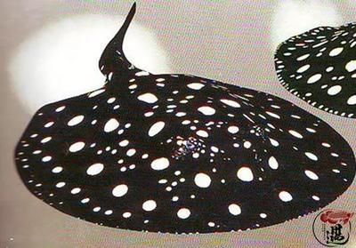 魟魚底部發黑：[需手動填充]魚身體僵硬、背部和底部顏色變黑是怎么回事？ 魟魚底部發黑：[需手動填充]魚身體僵硬、背部和底部顏色變黑是怎么回事？ 魟魚百科 第4張