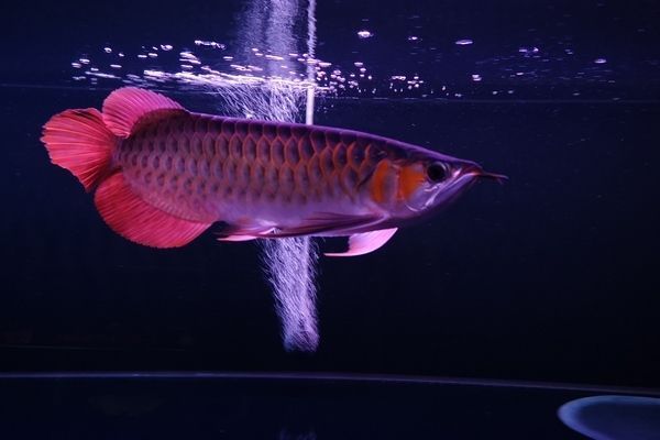 龍魚缸內有白色的小蟲，龍魚缸內出現白色小蟲怎么辦