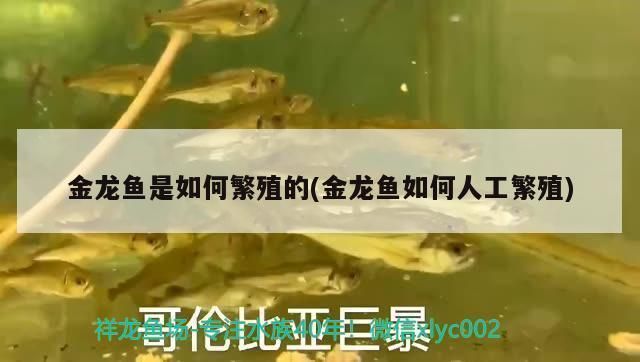金龍魚繁殖箱內植物選擇技巧：金龍魚繁殖箱內植物的健康和繁殖效果，以下植物選擇技巧