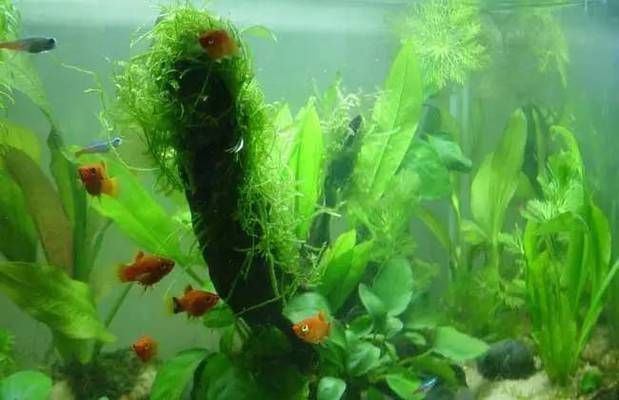 金龍魚繁殖箱內植物選擇技巧：金龍魚繁殖箱內植物的健康和繁殖效果，以下植物選擇技巧