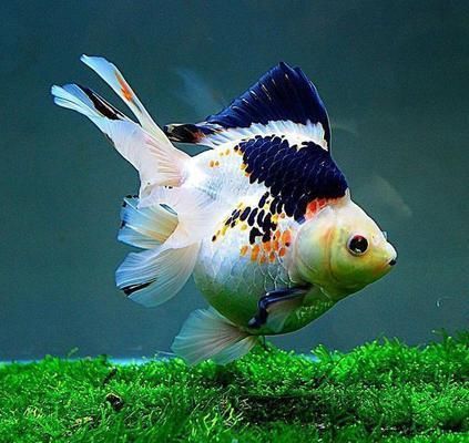 孔雀魚與金龍魚混養(yǎng)注意事項：孔雀魚與金龍魚混養(yǎng)的注意事項