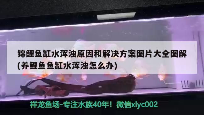 錦鯉魚缸水渾濁原因和解決方案圖片大全圖解(養鯉魚魚缸水渾濁怎么辦) 錦鯉魚缸水渾濁原因和解決方案圖片大全圖解(養鯉魚魚缸水渾濁怎么辦) 黃金貓魚百科 第3張