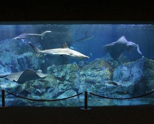 做水族館能賺錢嗎（開設(shè)水族館200平方米的水族館總投資預(yù)算40萬元）
