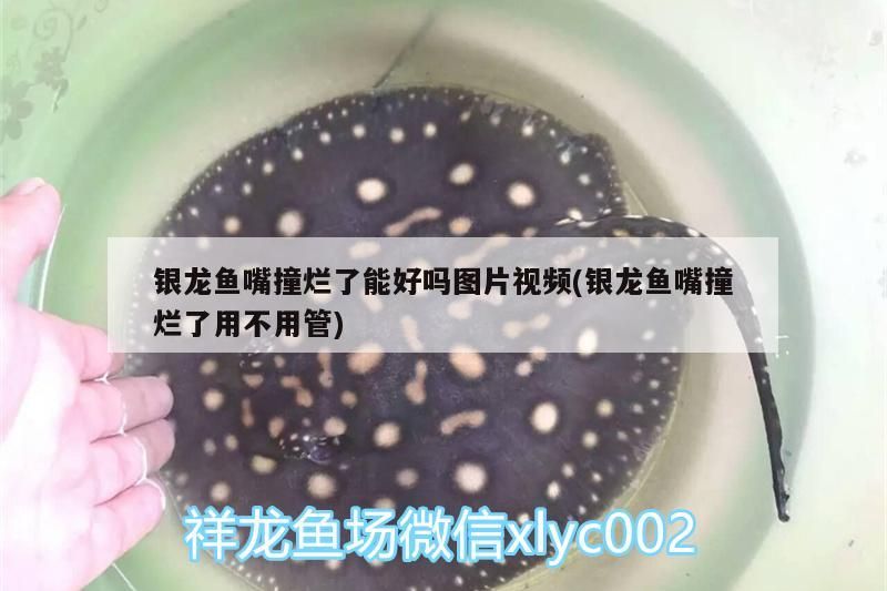銀龍魚嘴撞爛了能好嗎圖片視頻(銀龍魚嘴撞爛了用不用管)