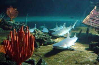 水族館里面都有什么（參觀水族館的最佳季節）
