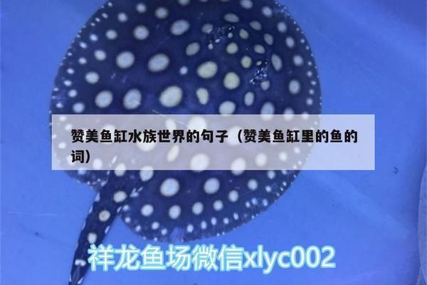 養在魚缸里的魚說說句子圖片，如何養護魚缸中的金魚魚缸照明對魚的影響