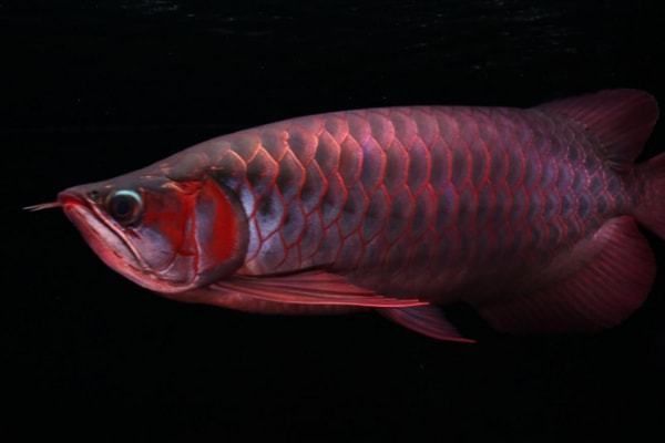 印尼大湖紅龍魚幼魚怎么養的：印尼大湖紅龍魚幼魚的飼養方法 印尼大湖紅龍魚幼魚怎么養的：印尼大湖紅龍魚幼魚的飼養方法 大湖紅龍魚百科 第4張