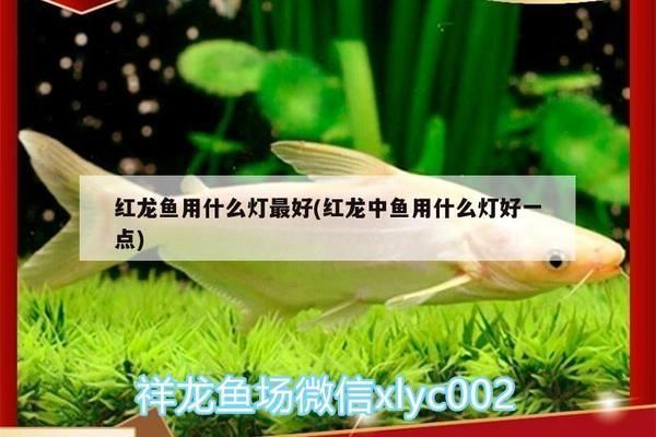 紅龍魚用什么燈好看：紅龍魚燈光對發色的影響 紅龍魚用什么燈好看：紅龍魚燈光對發色的影響 紅龍魚百科 第6張
