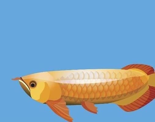 金龍魚(yú)鱗片光澤暗淡怎么辦：金龍魚(yú)水質(zhì)維護(hù)技巧