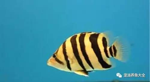 改善水質(zhì)提升虎魚色彩技巧，如何判斷虎魚的體色