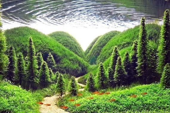 水族館是什么樣子的（上海海洋水族館的特色展區有哪些長沙觀賞魚水族館的游玩攻略）