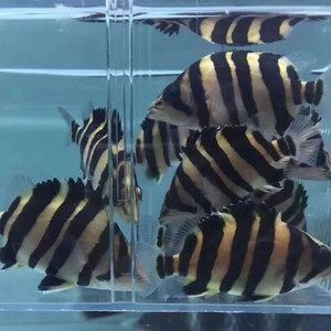 泰國虎魚幼魚活躍時間段觀察，關于泰國虎魚幼魚的活躍時間段的詳細分析