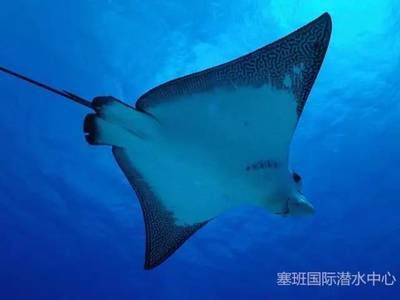 蝠鲼鰩魚魟魚：海洋生物中蝠鲼、鰩魚和魟魚之間的區別