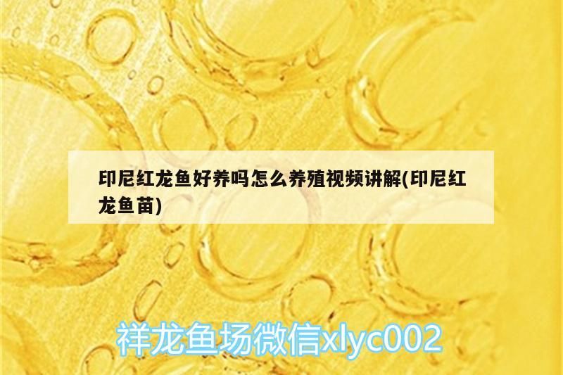 印尼紅龍魚好養嗎怎么養殖視頻講解(印尼紅龍魚苗) 印尼紅龍魚好養嗎怎么養殖視頻講解(印尼紅龍魚苗) 紅龍魚百科 第3張